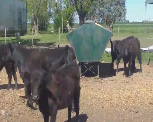 Lote 37 Terneros/as en Pehuajó, Buenos Aires