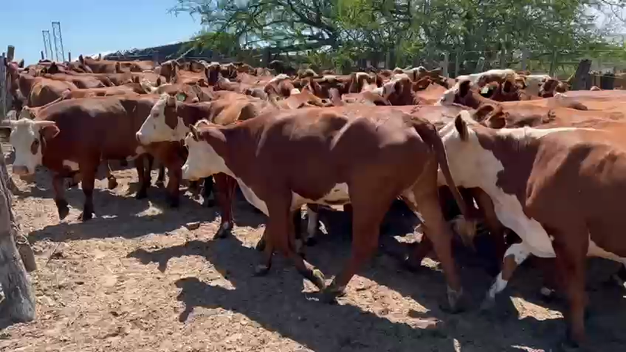 Lote 66 Vaquillonas en Esquina, Corrientes