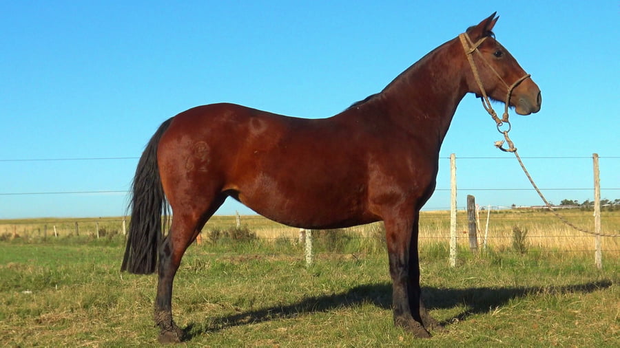 Lote MACARENA PANTANAL