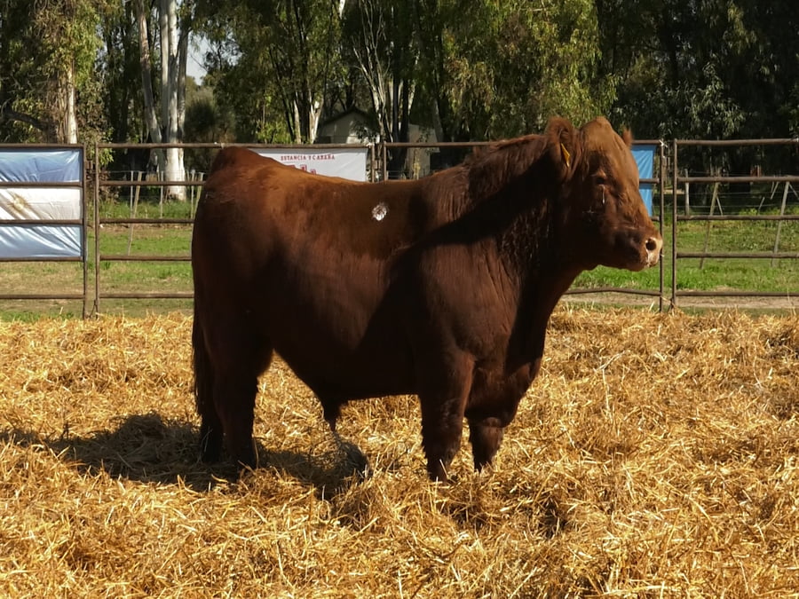 Lote TOROS ANGUS PP