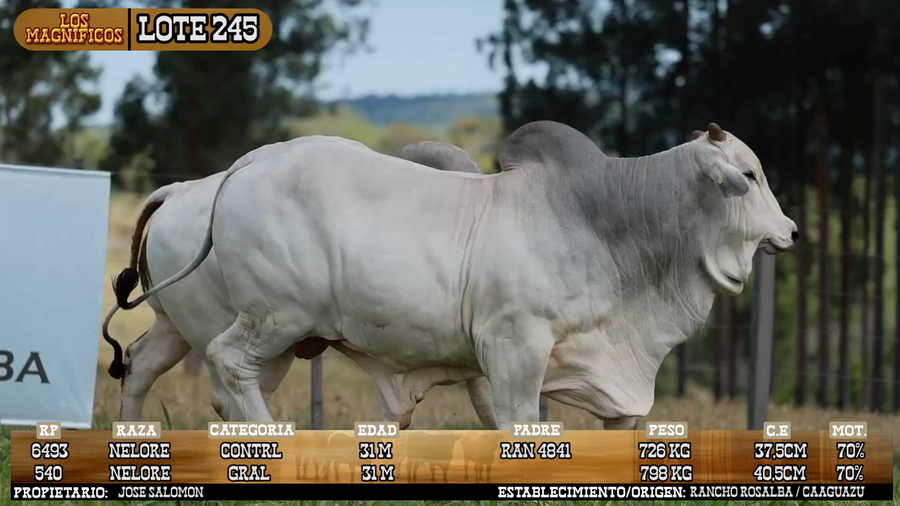Lote LOTE 245 - VIVO