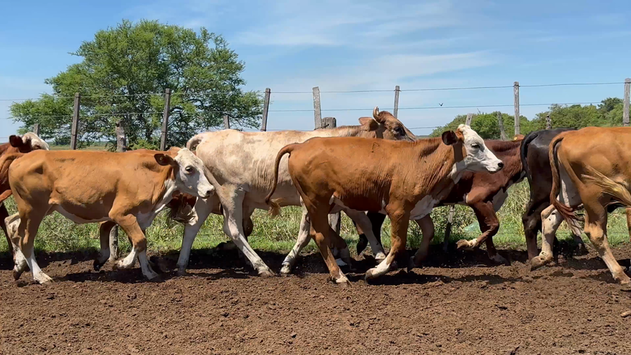 Lote 60 Novillitos y vaquillonas en Corrientes, Saladas