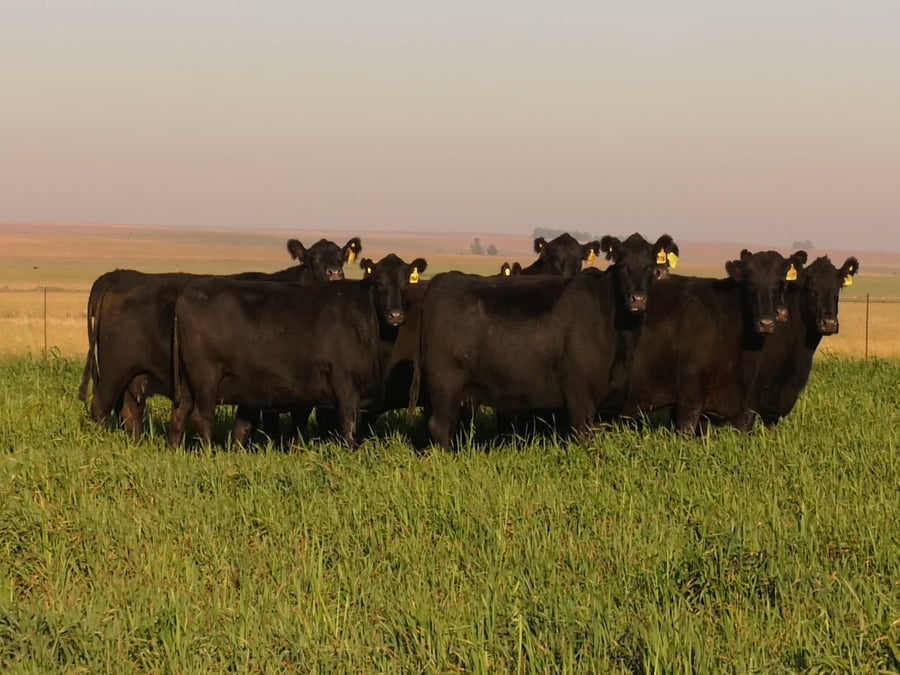 Lote VACAS  ANGUS NEGRAS   P. CONTROLADAS C/ GTIA DE PREÑEZ