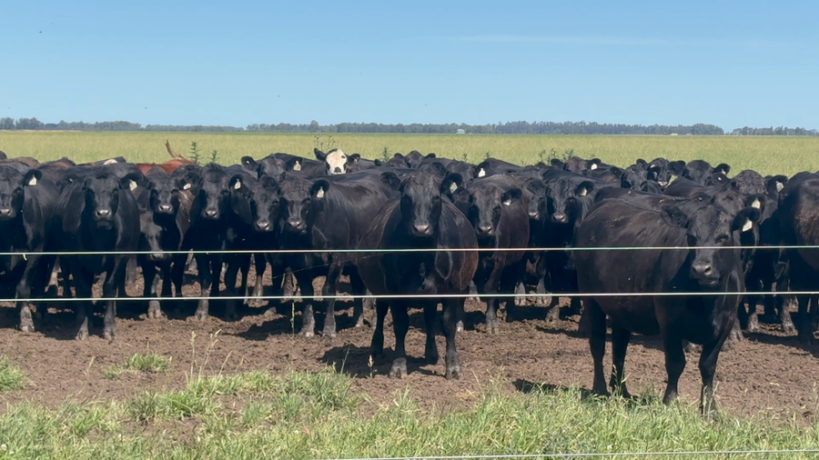 Lote 90 Vaquillonas P/ Servicio