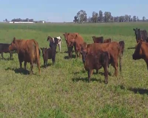 Lote 30 Vacas CUT paridas y vacias en Pehuajó, Buenos Aires