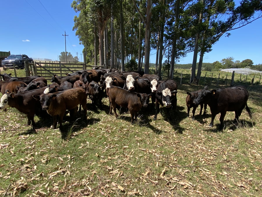 Lote Piezas de Cría