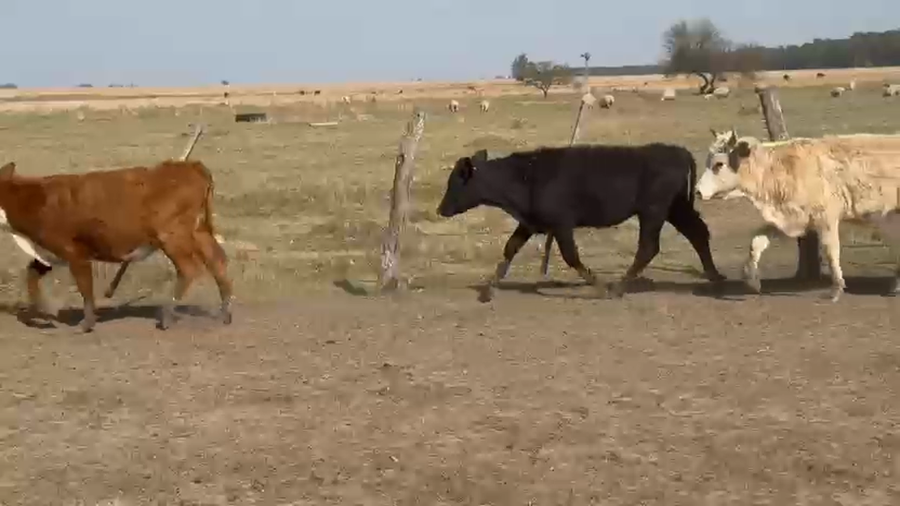 Lote 75 Terneros/as en Corrientes, Paso de Los Libres
