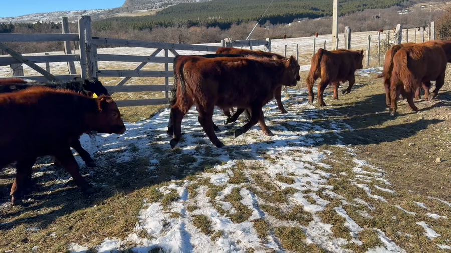 Lote 50 Ternero en Coyhaique, XI Región Aysén