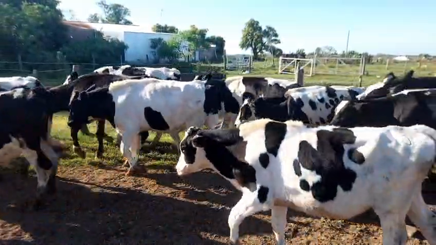 Lote 19 Terneros Holando Argentino en Sunchales, Santa Fe