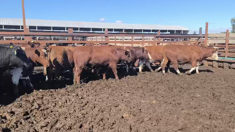 Lote 40 Novillo Gordo en Los Ángeles, VIII Región Biobío