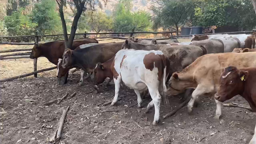 Lote 36 Novillo Engorda en Alhué, Región Metropolitana