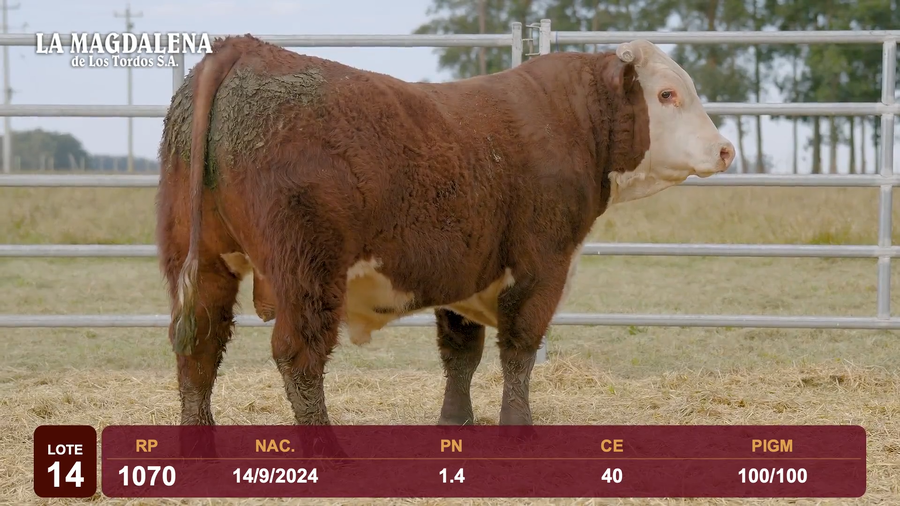 Lote Lote 14 - Hereford