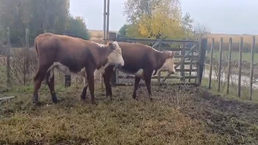 Lote (Vendido)2 Vaquillonas  Polled Hereford a remate en #45 Pantalla Carmelo  300kg -  en Nueva Helvecia
