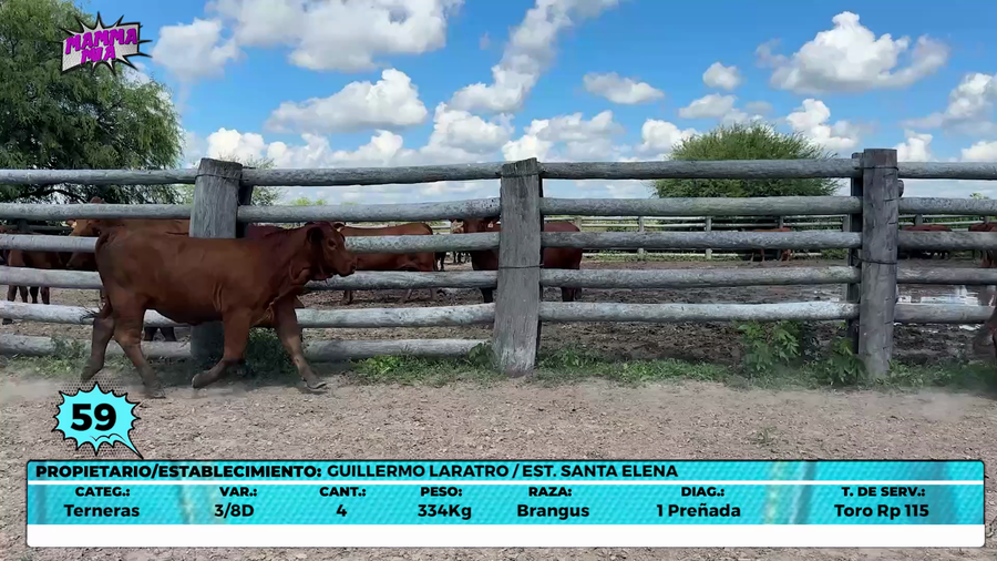 Lote LOTE 59- EN VIVO