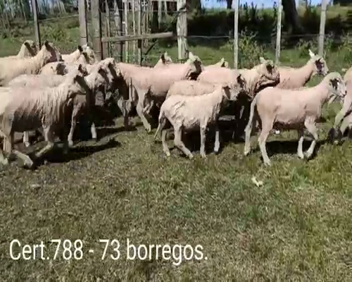 Lote BORREGOS