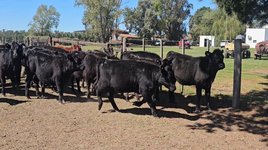 Lote 43 Terneras en Buenos Aires, Tandil