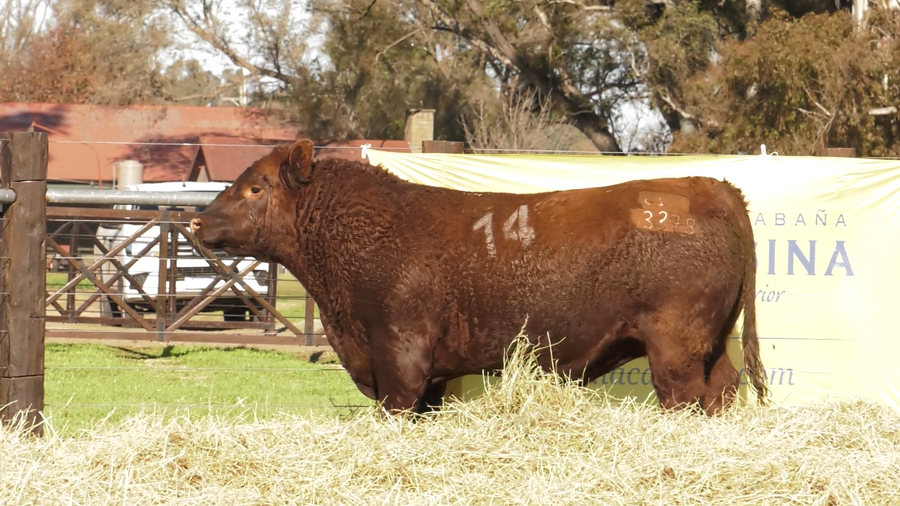 Lote TOROS ANGUS PURO CONTROLADO