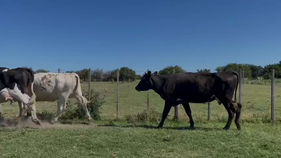 Lote Vacas de Invernada