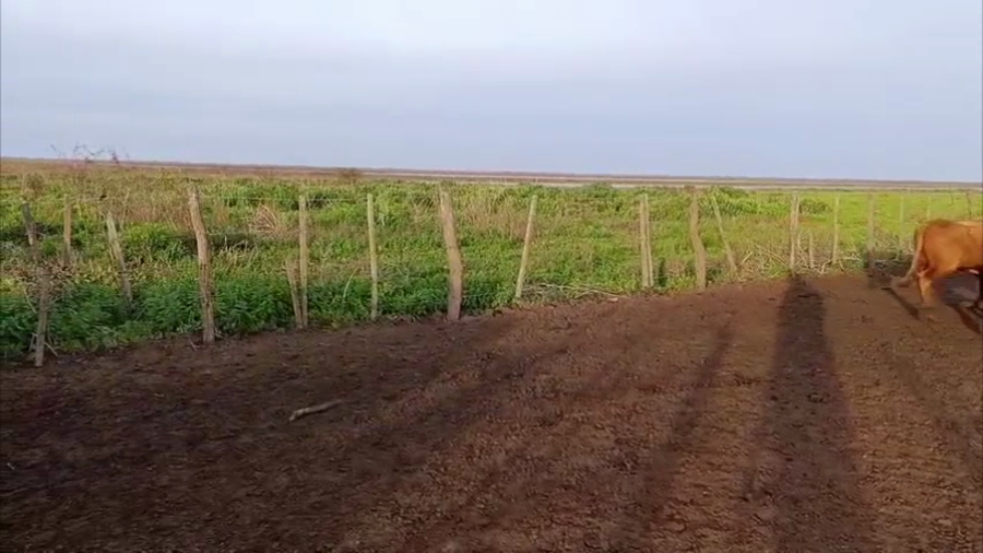 Lote 150 Novillitos en Entre Ríos, Gualeguay