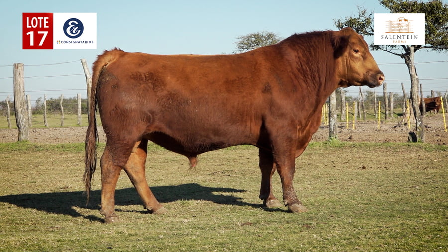 Lote LOTE 17 - TOROS ANGUS COLORADO PC NO. 4