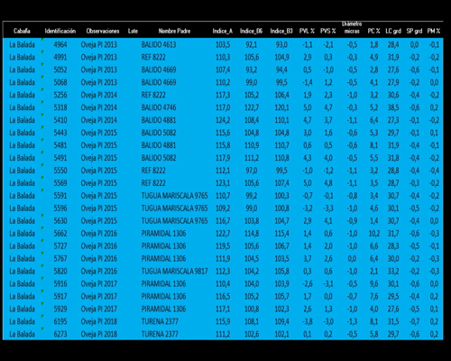 Lote 24 Ovejas a remate en La Señal del Futuro , Tacuarembó