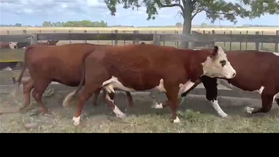 Lote 25 Vacas Vacías Nuevas