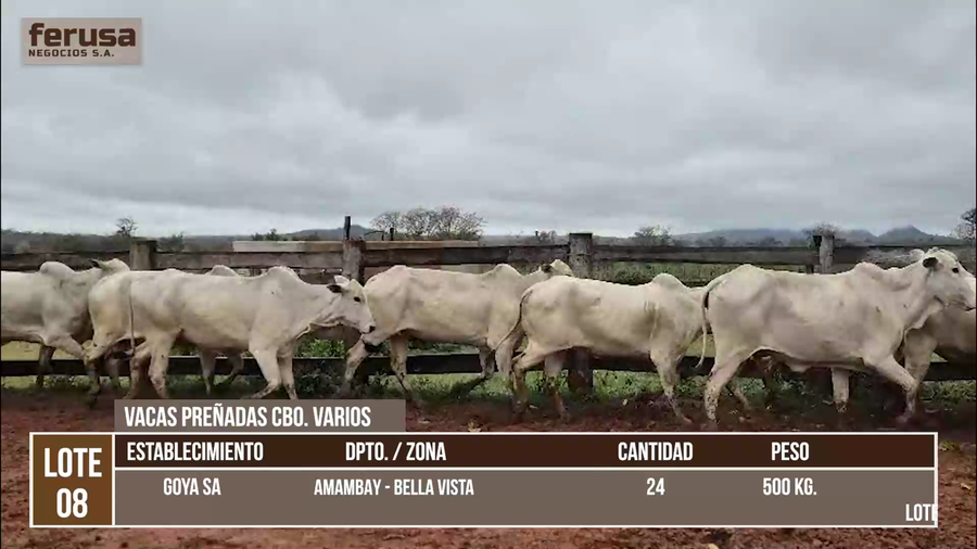 Lote LOTE 8