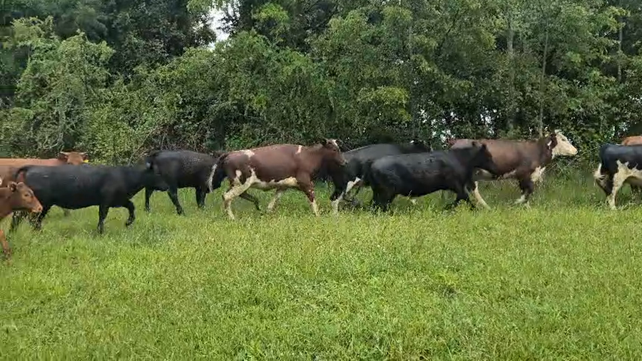 Lote 29 Vaquilla Engorda en Cunco, IX Región Araucanía