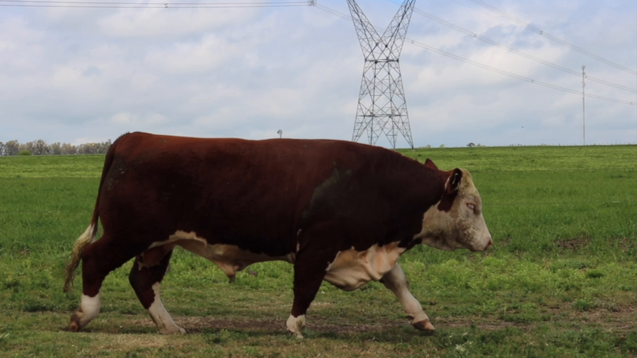 Lote Toros a remate en Remate anual Ñu Porá 2023, Paysandú