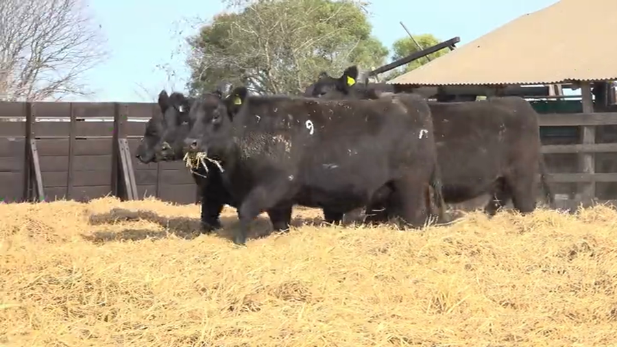 Lote Vaquillas Preñadas Me Ken