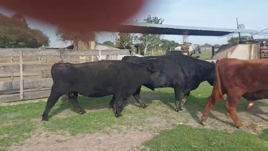Lote 3 Toros