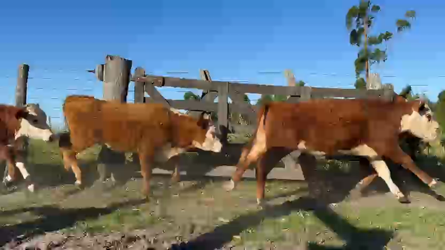 Lote 88 Terneros en Corrientes, Curuzu Cuatia