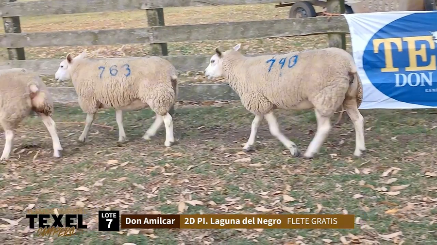 Lote 3 Corderas a remate en Segundo Remate - Texel Campero, Rivera