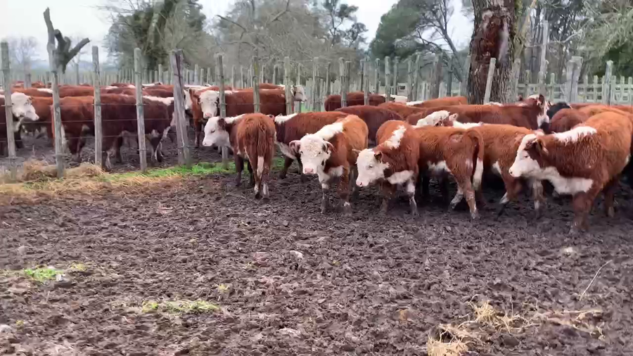 Lote 33 Terneros en Melo, Cerro Largo