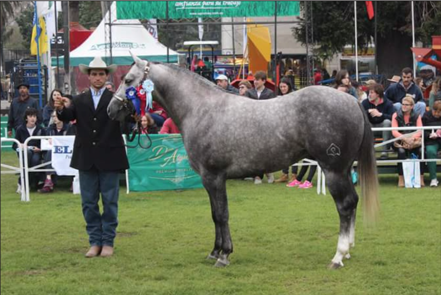 Lote VDA MANJAR DEL CIELO