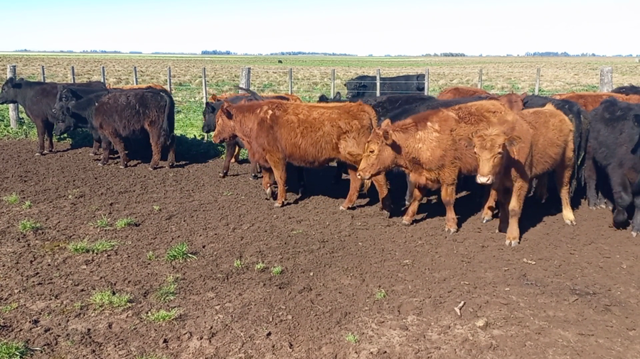 Lote 41 Terneros en Buenos Aires, Urdampilleta