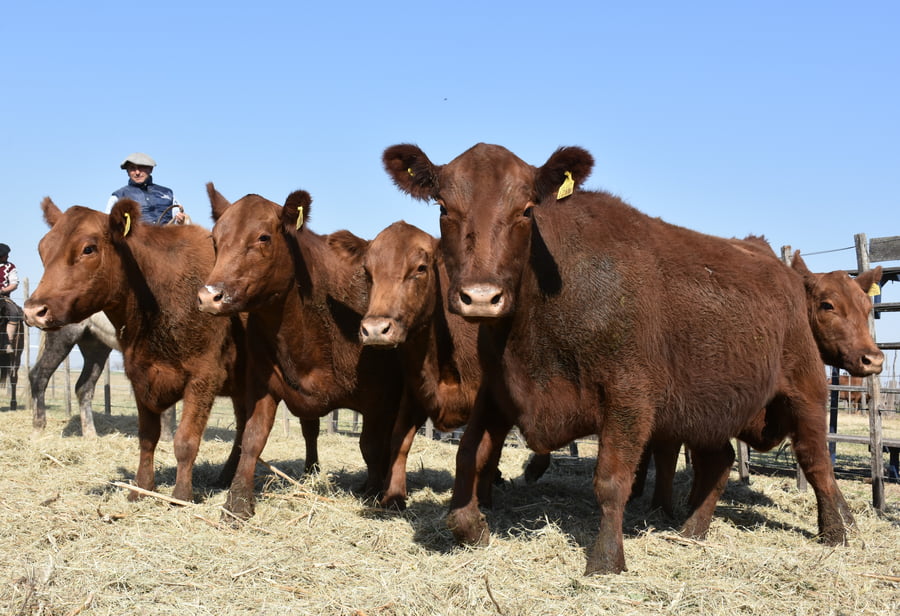 Lote VAQUILLONAS DE PEDIGREE PREÑADAS(COLORADA)(Corral 64)