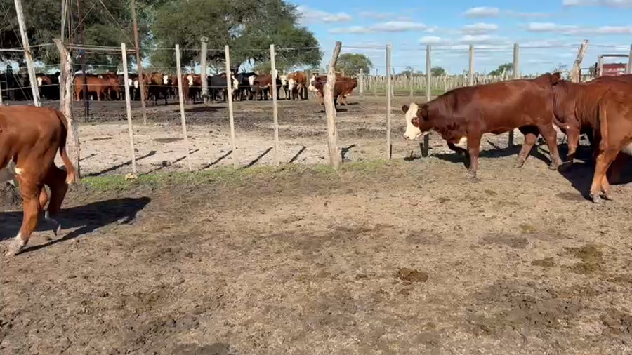 Lote 104 Terneros