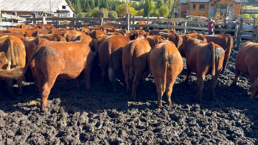 Lote 50 Novillo Engorda en Coyhaique, XI Región Aysén