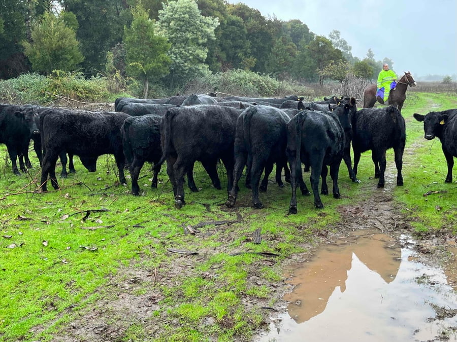 Lote 24 Vaquilla Encaste en San Carlos, XVI Región Ñuble