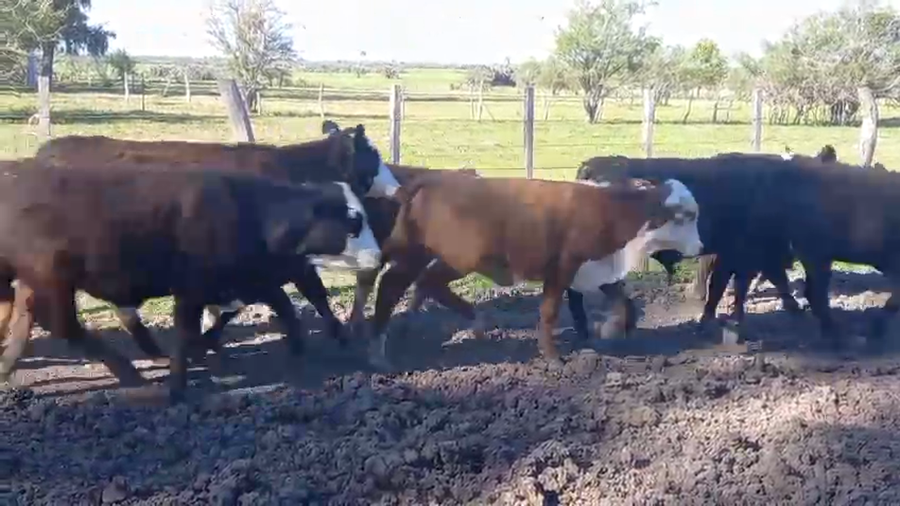 Lote 79 Terneros/as