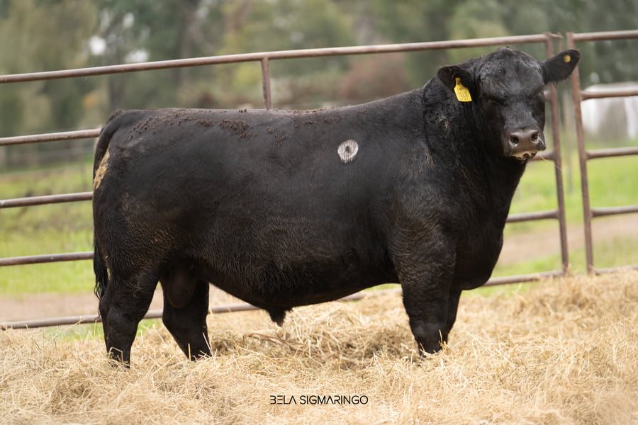 Lote TOROS ANGUS  PP
