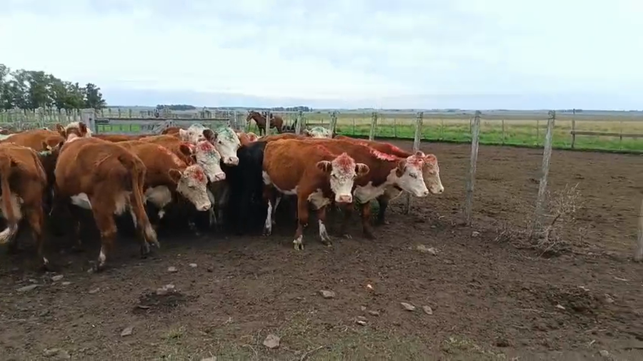 Lote 27 Vacas y vaquillonas a remate en Pantalla Camy 392kg - , San José