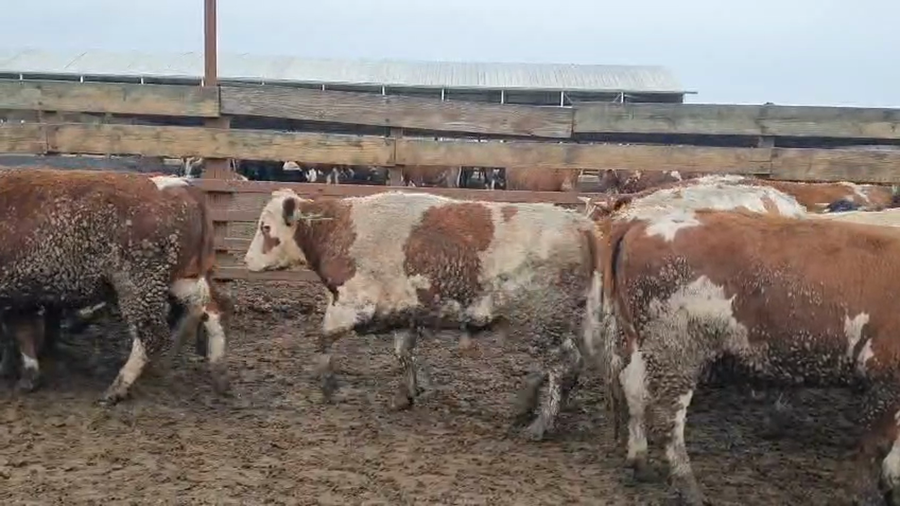 Lote 20 Novillo Gordo en Los Ángeles, VIII Región Biobío