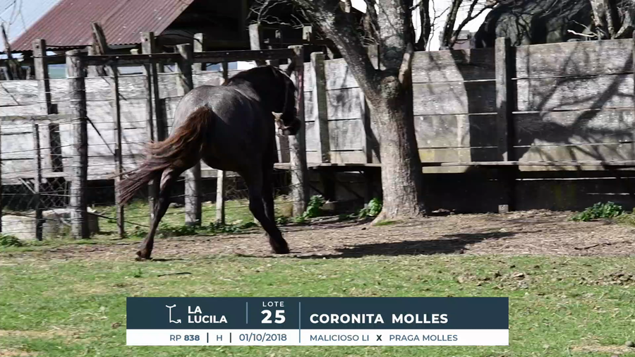 Lote CORONITA MOLLES