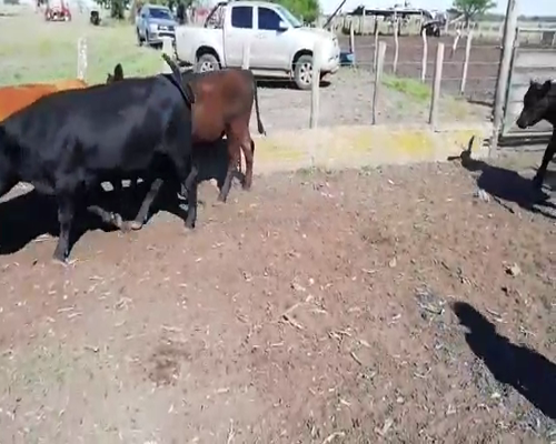 Lote 30 Novillitos en Villaguay, Entre Ríos