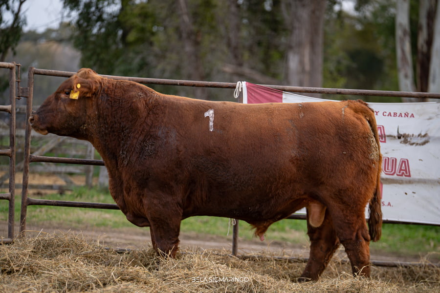 Lote TOROS ANGUS COLORADOS  PC