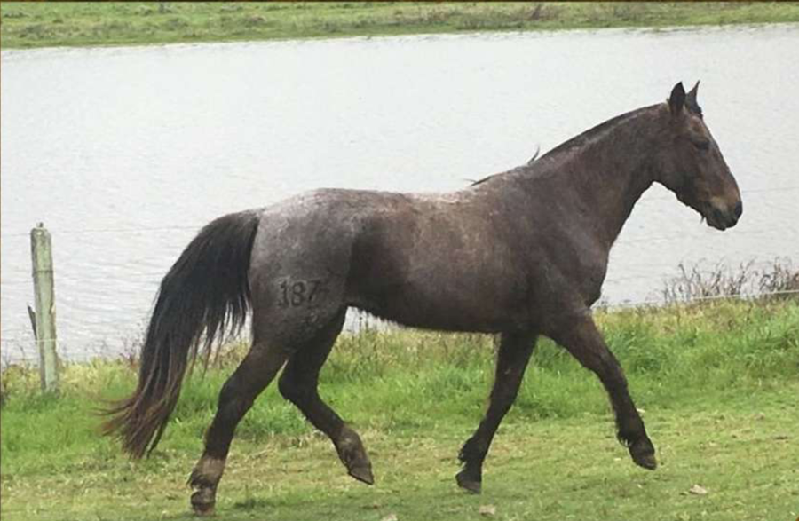 Lote Solidario del Conventos