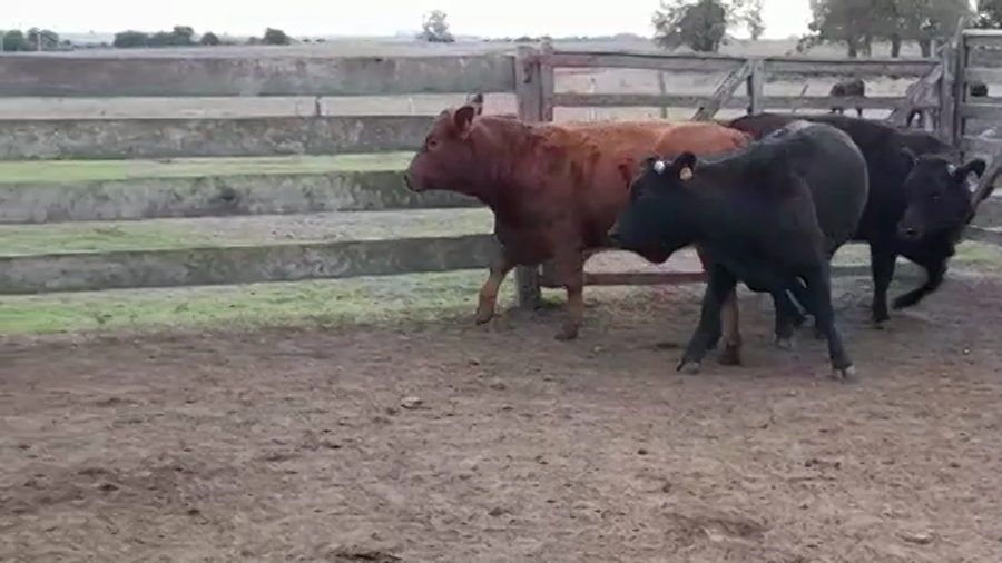 Lote VAQUILLONAS GORDAS