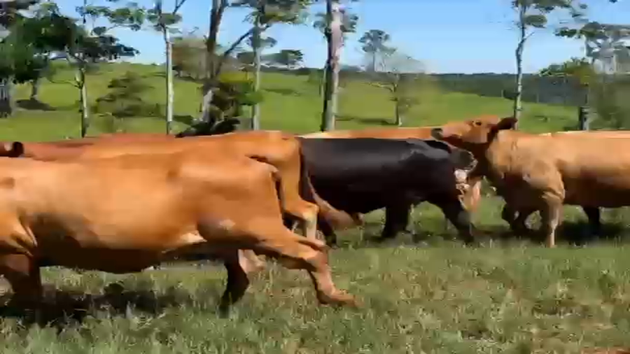 Lote 55 Vacas faena en Misiones, Cmte. Andresito